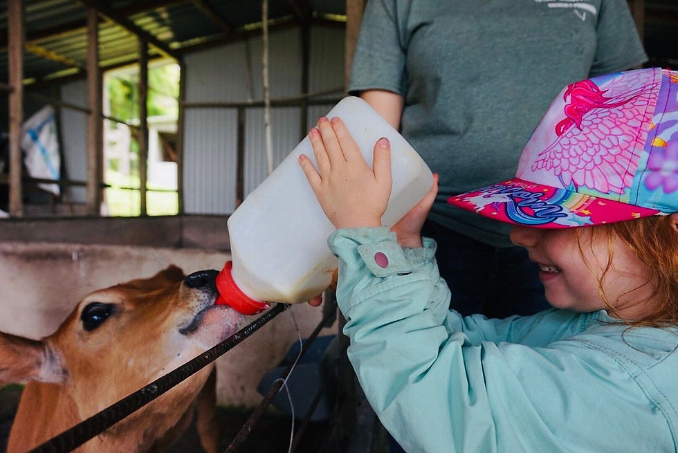 Farm and Cheese-making tour in Monteverde, Costa Rica