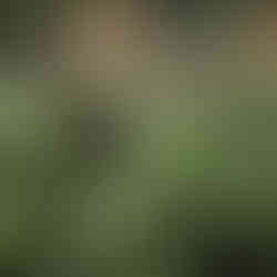 Cascade du Costa Rica