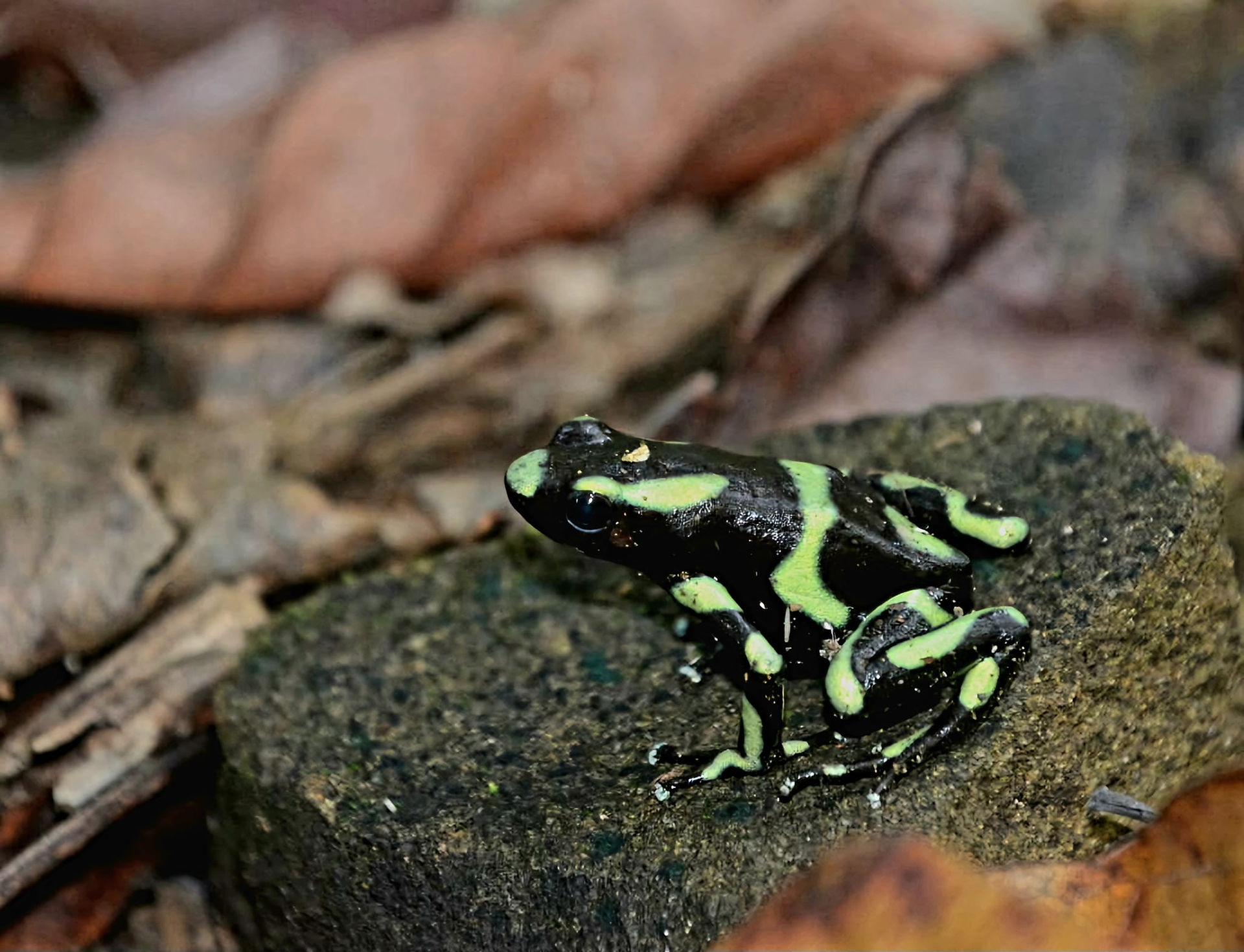 Parque Nacional Corcovado