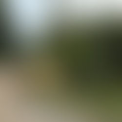 Localización de "Niños salvando la selva tropical"