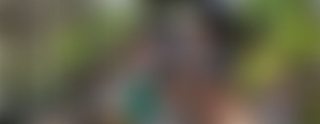 Niños salvando la selva tropical localización guacamayos