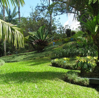 San Vito & Wilson Botanical Garden