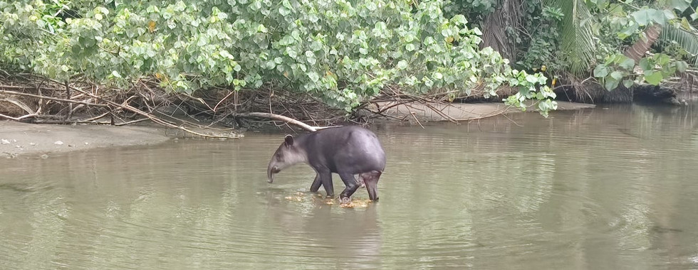 Corcovado national park from uvita