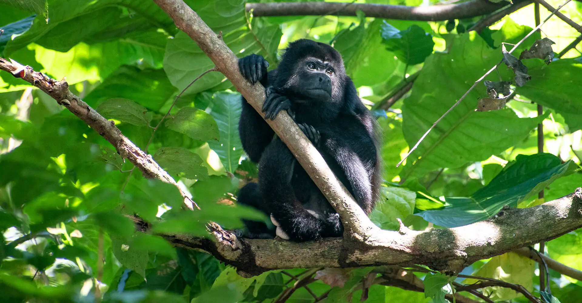 manuel antonio national park