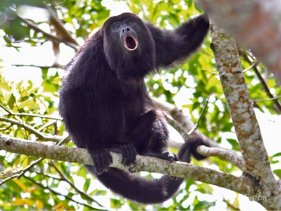Monos de Costa Rica