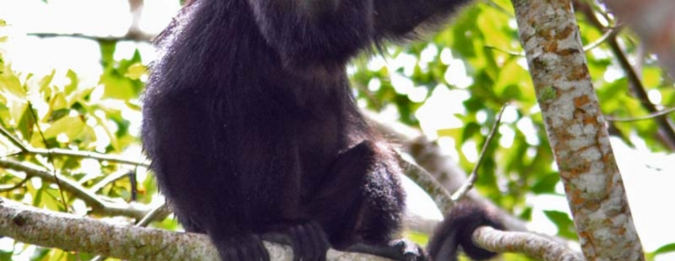 Monkeys of Costa Rica