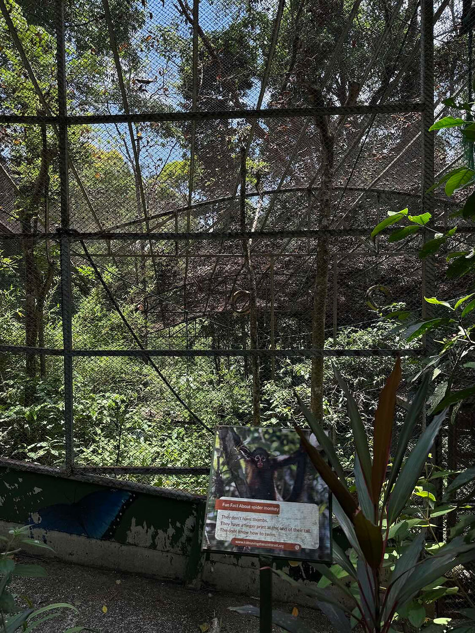 Des enfants sauvent le singe-araignée de la forêt tropicale