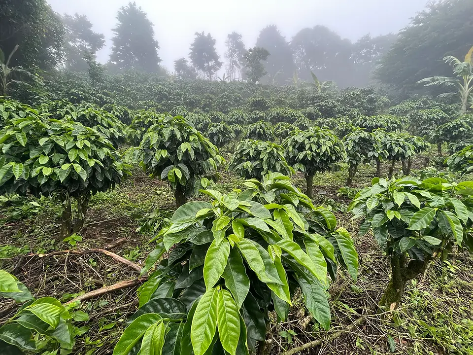Coffee tour