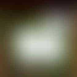 Niños que salvan la selva tropical rescataron animales