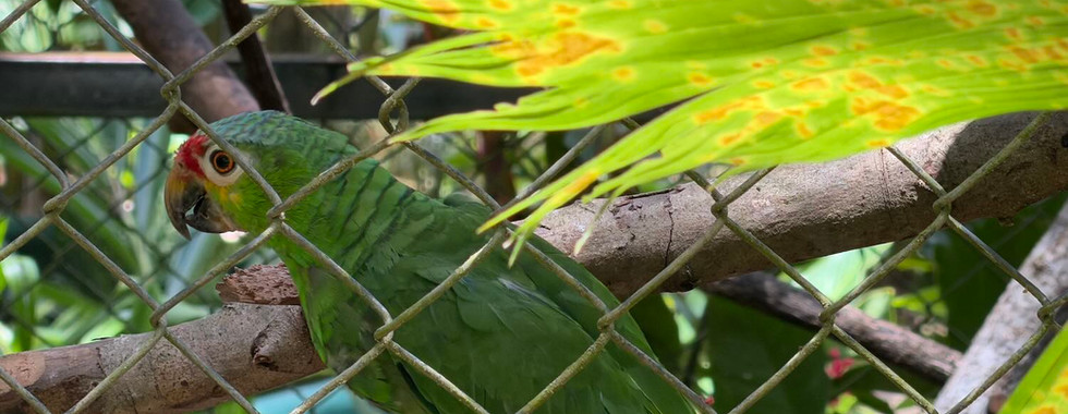 Niños salvando la selva tropical: loros verdes