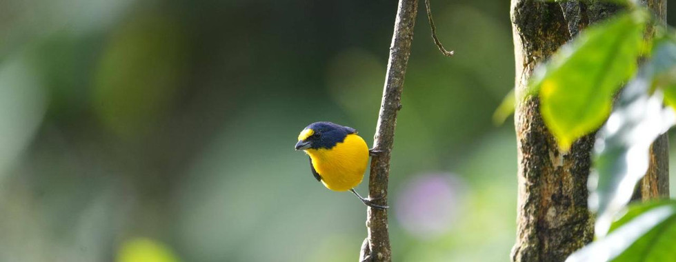 birdwatching monteverde