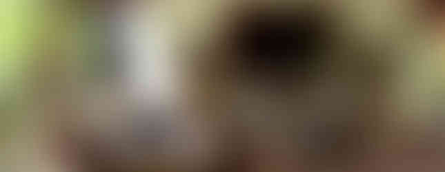 Tienda de regalos de Niños Salvando la Selva Tropical