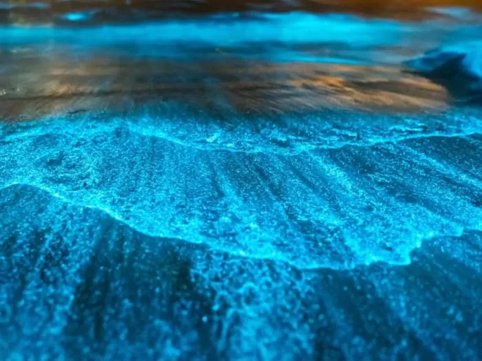 Tour de bioluminiscencia de Isla Tortuga 