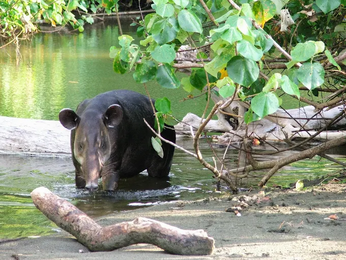 2‑Day Corcovado National Park Tour