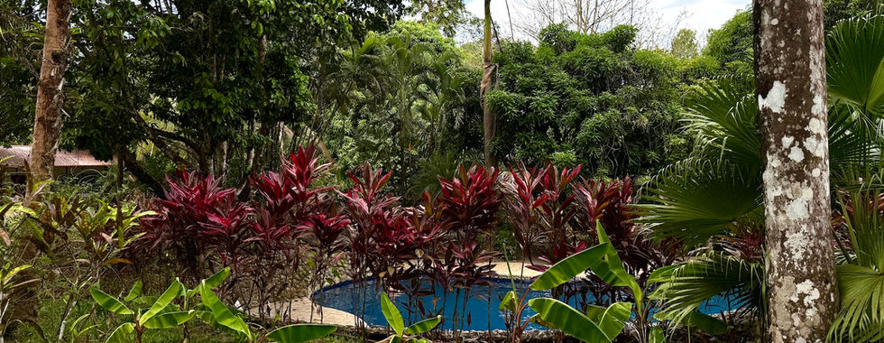 Piscina de niños que salvan la selva tropical