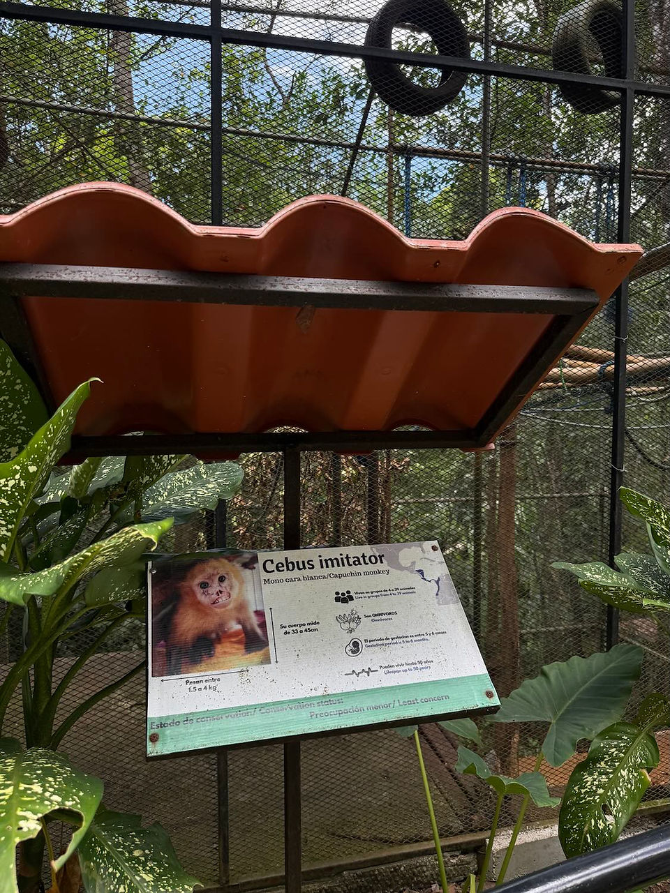 singes sauvés