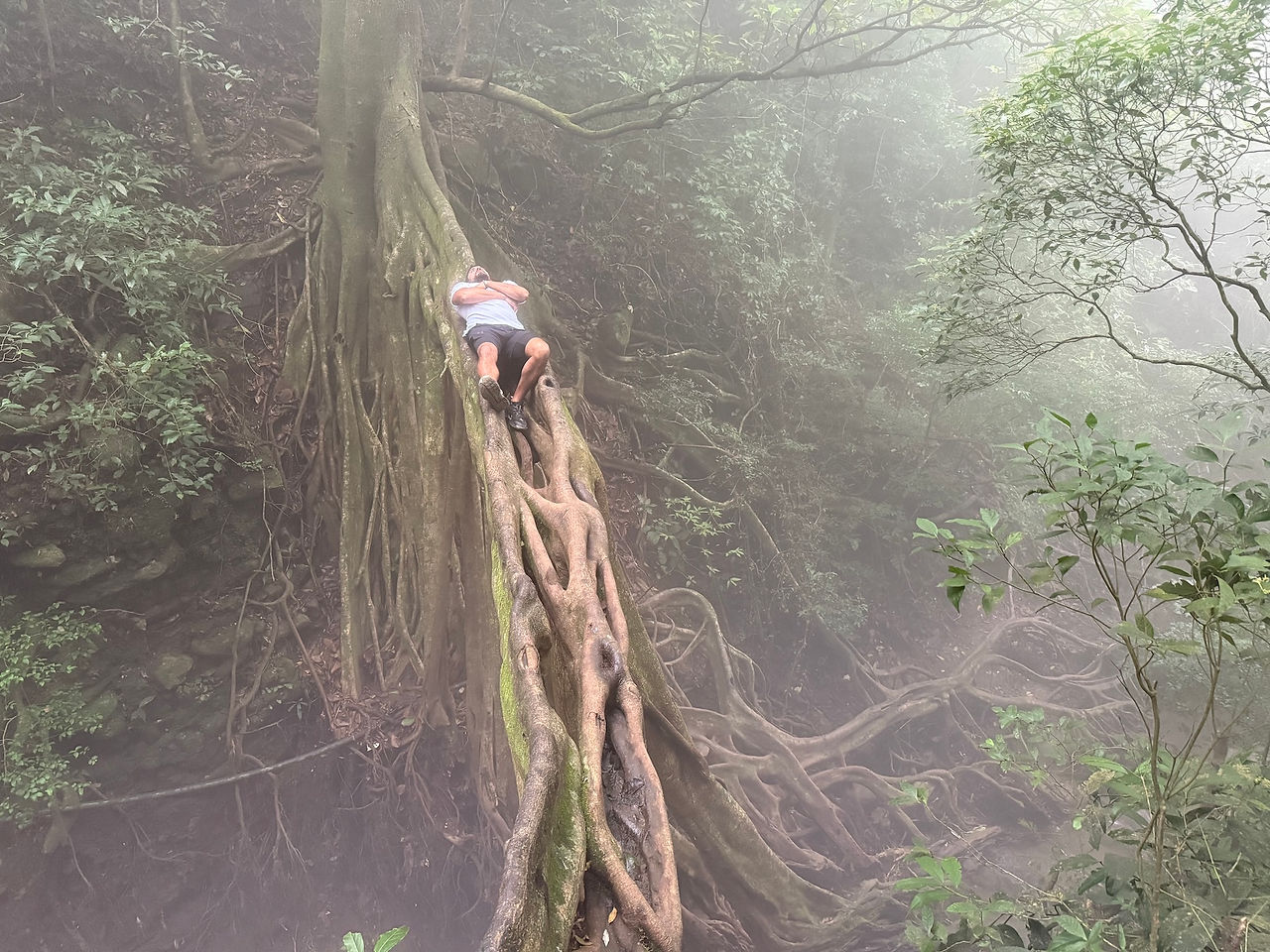 Ficus La Raíz