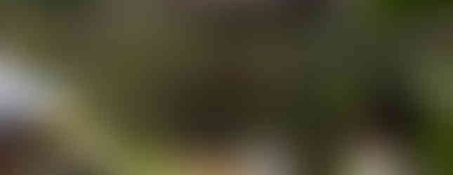 Niños salvando la selva tropical coatí