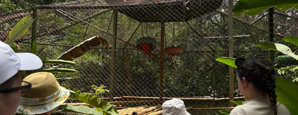Niños salvando la selva tropical coatí
