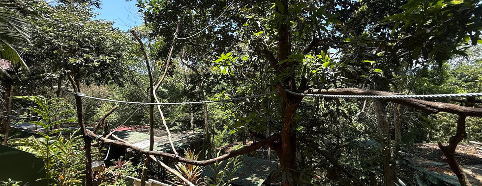 Perezosos Niños Salvando la Selva Tropical 