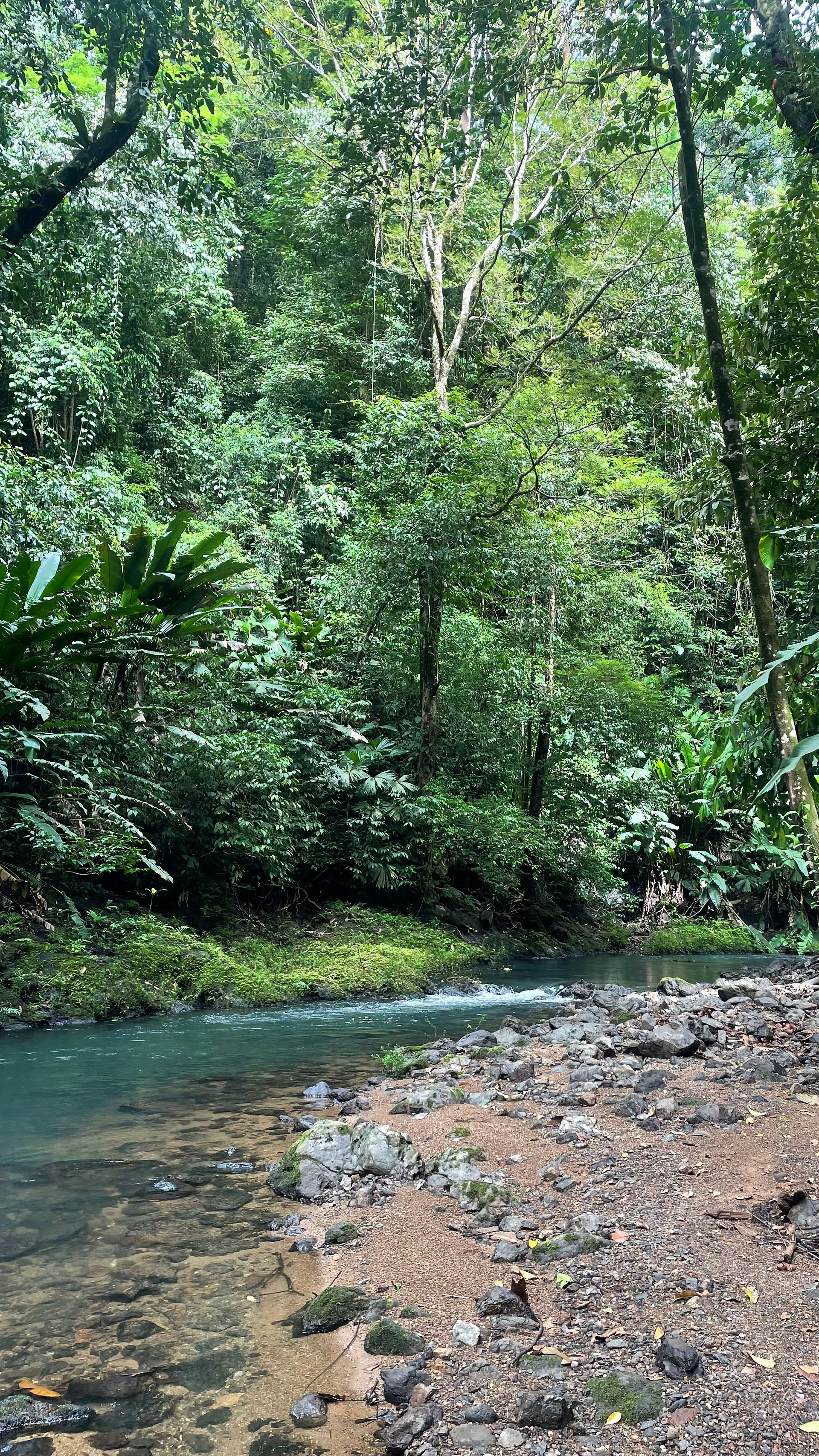 Visite d'une journée du parc national Corcovado