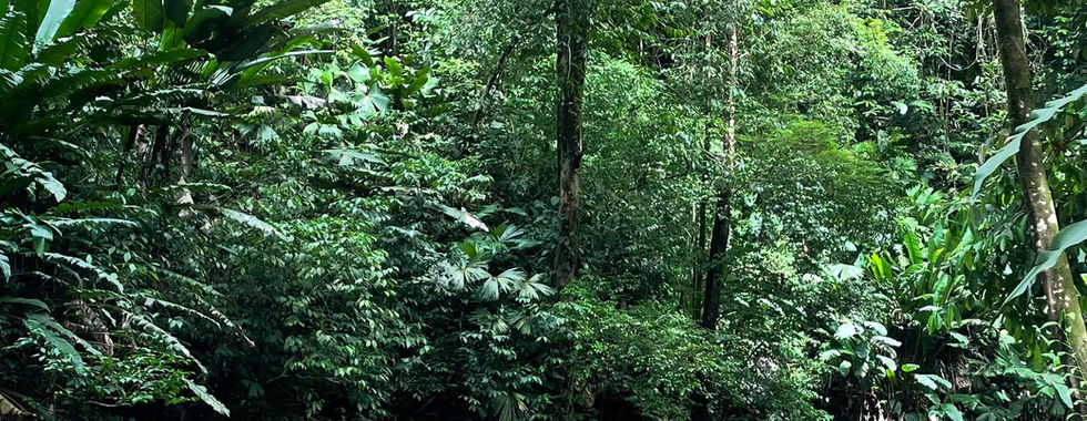 Tour de 1 día al Parque Nacional Corcovado