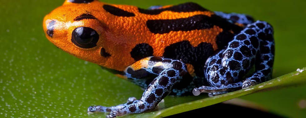 Frogs in Costa Rica