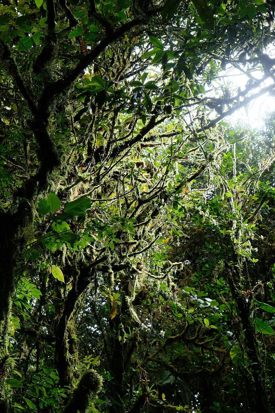 Monteverde Cloud Forest Reserve