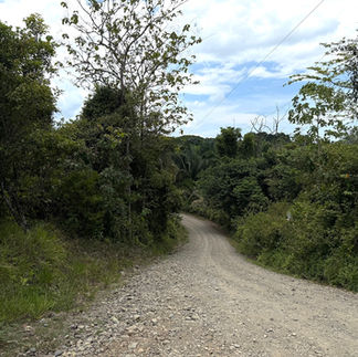 Localización de "Niños salvando la selva tropical"