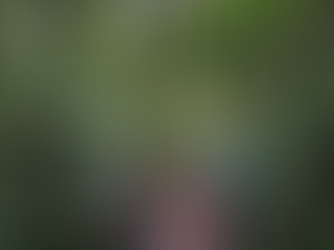 L'observation des oiseaux à Monteverde : un guide complet pour les amoureux de la nature