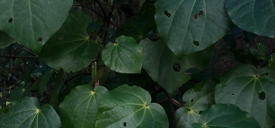 Screenshot 2023-09-01 at 5.05.12 PM.png