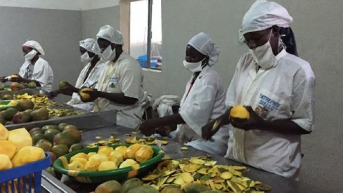 APED installe son prémier centre de collecte et de valorisation de produits agricoles à Kpalimé.