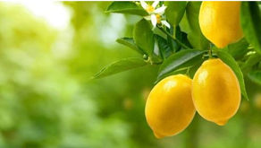 Production de citron