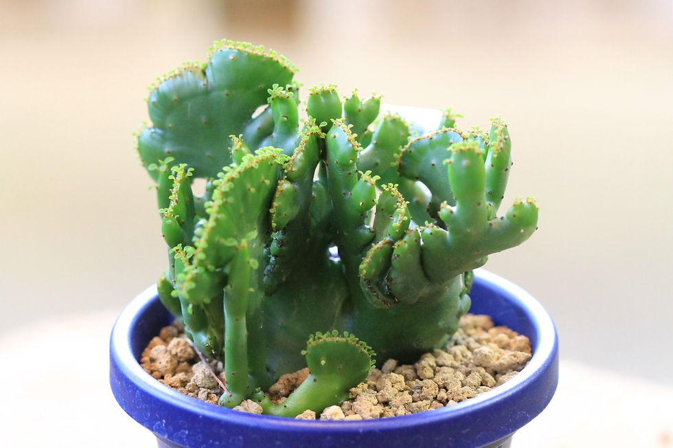 ユーフォルビア・オンコクラーダ・セッカ　花よし多肉植物　長野県上田市