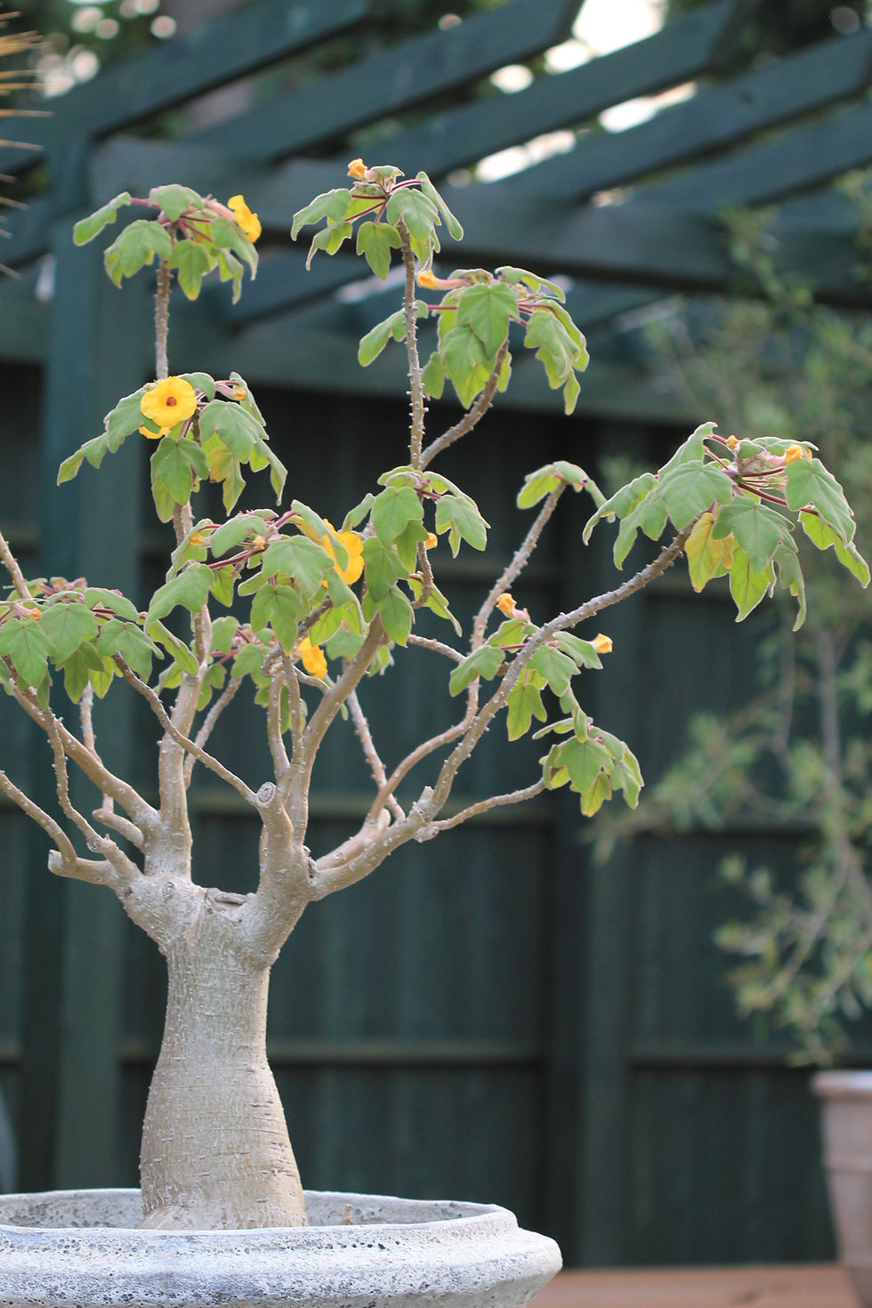 ウンカリーナ　花よし多肉植物　長野県上田市
