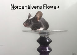Nordanälvens_Floweyy