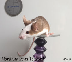 Nordanälvens_Tsavoriiiit