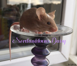 Nordanälvens_Daisy