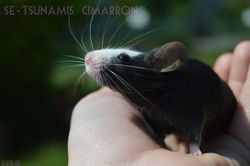 Cimarron_2mån27dgr_2