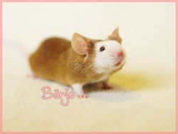 BÖRJE1