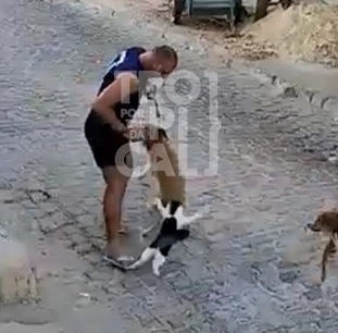 Confusão, latidos e miados: gato Danone ataca homem e cachorros no meio da rua em Parelhas