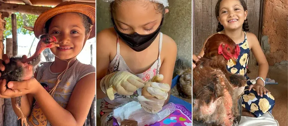 Criança viraliza ao fazer 'parto cesárea' em ovos e ajudar pintinhos a nascerem no RN