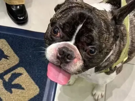 ‘Ele foi assado’: cão é esquecido em secadora de pet shop no RJ