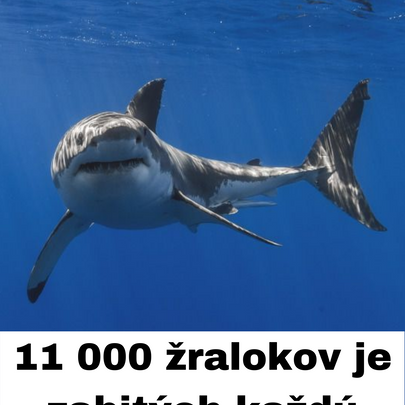 Prečo sú žraloky dôležité a ako im pomôcť? 