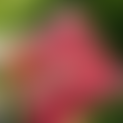 Barry Student Launches At-Home Dessert Business