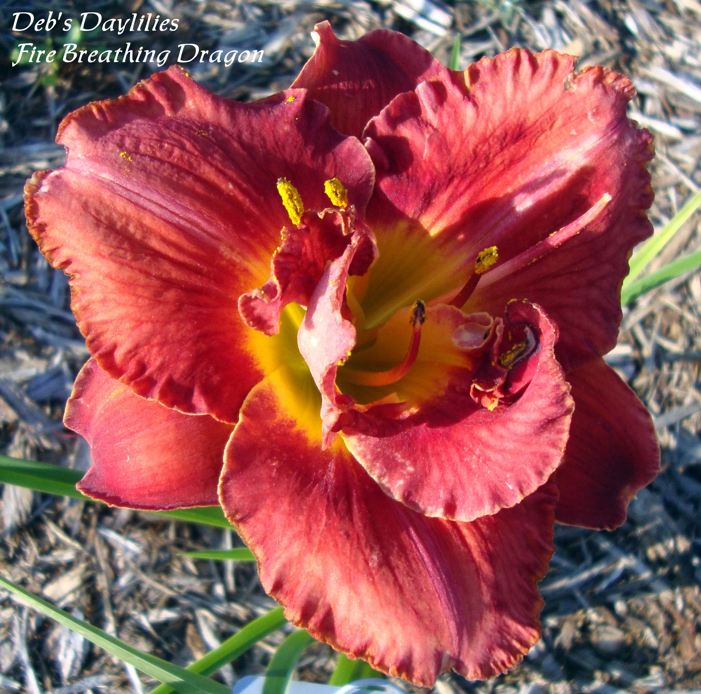 Fire Breathing Dragon