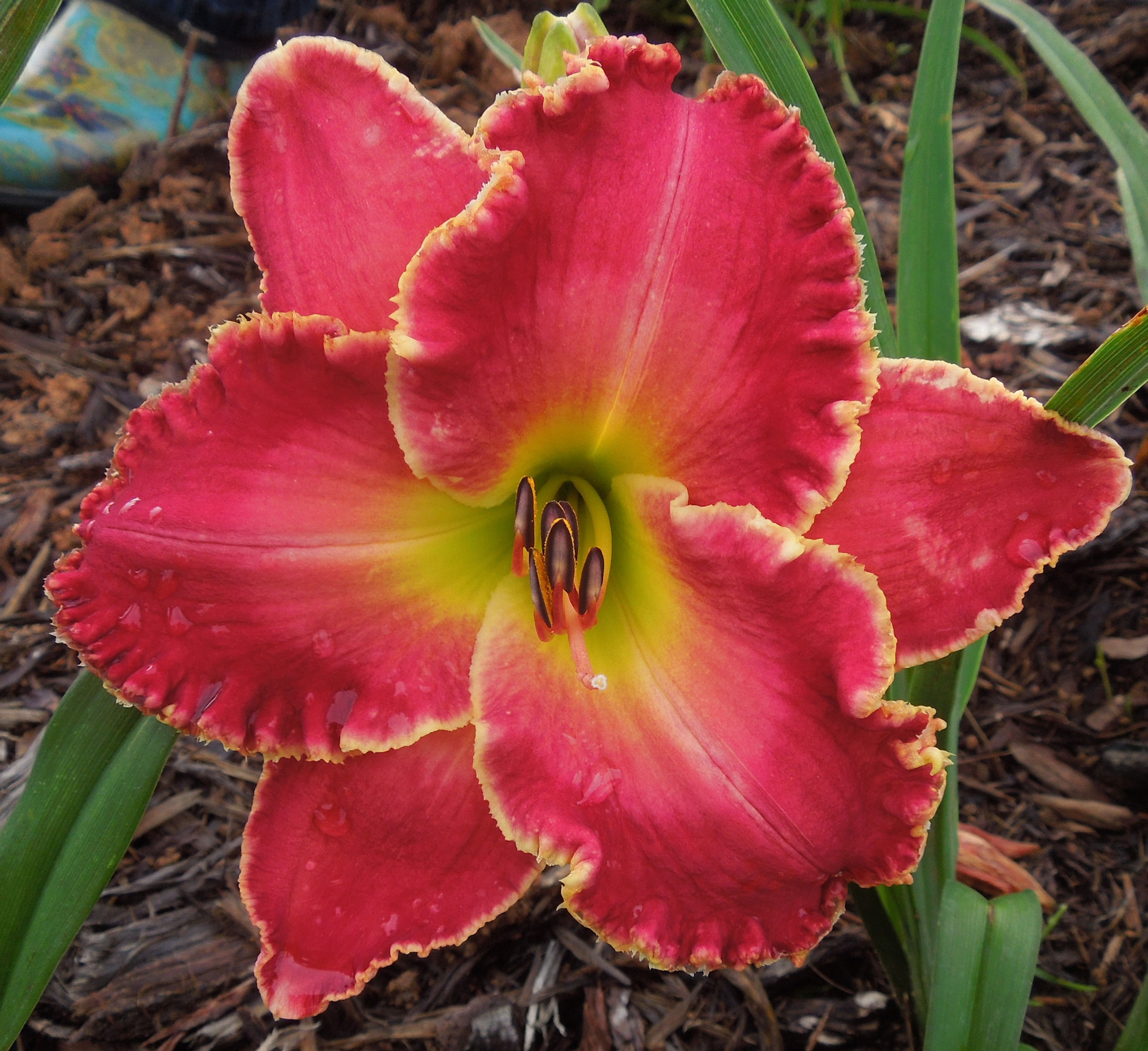 Painting the Roses Red