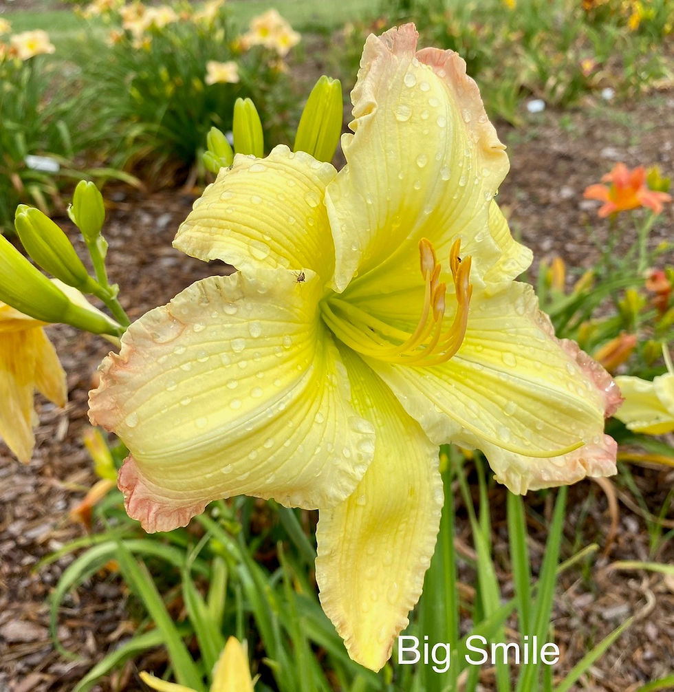 Thumbnail: Big Smile