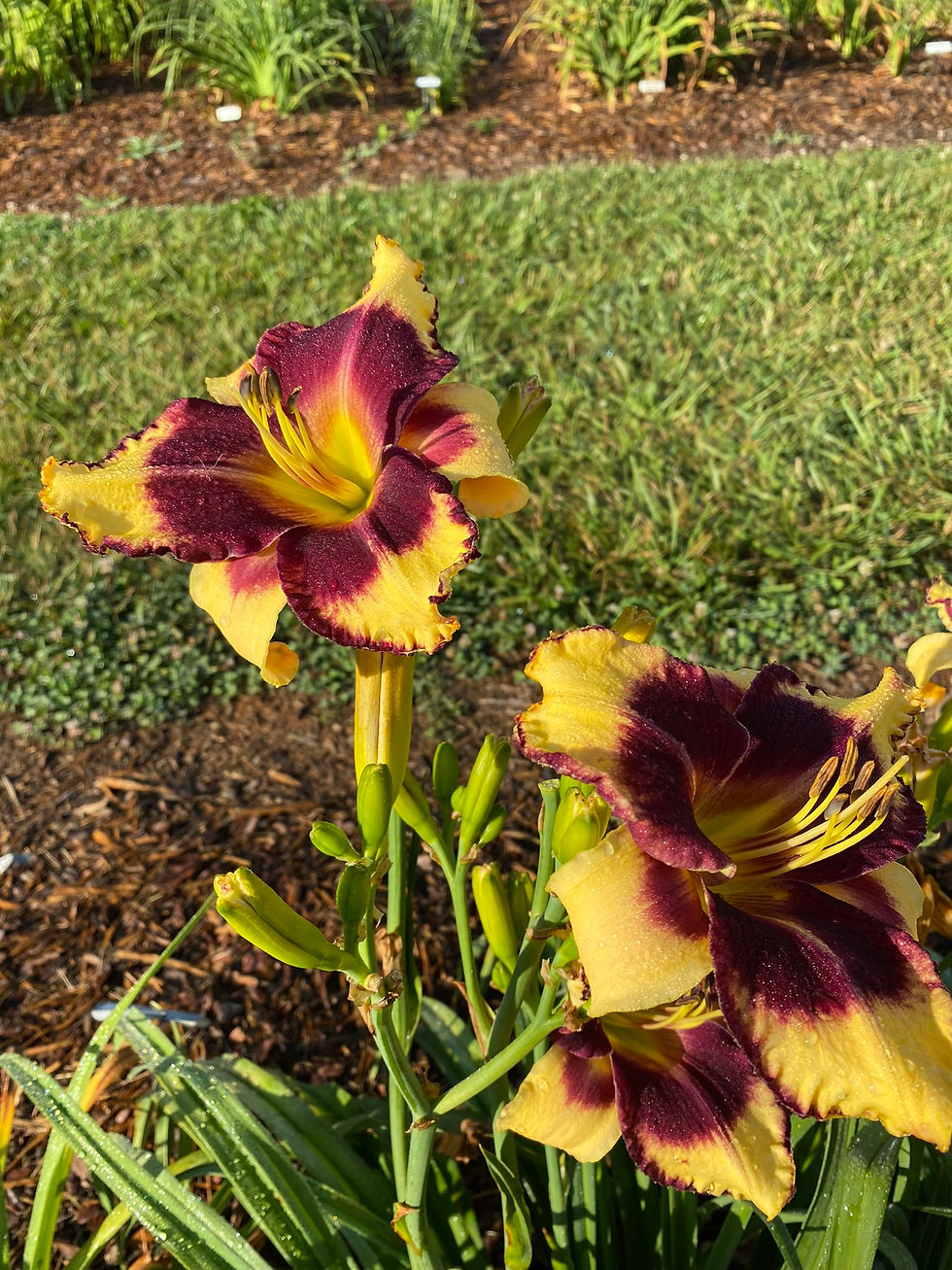 Thumbnail: Jamaican Me Crazy