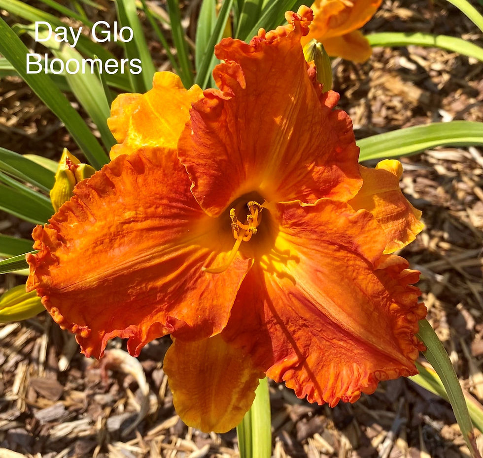 Day Glo Bloomers